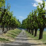 Angera - Lago Maggiore - Varese