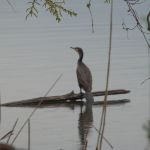 Gavirate - Lago de Varese