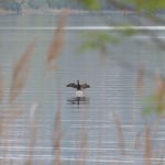 Gavirate - Lago de Varese