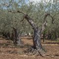 Chiaramonte Gulfi - Ragusa - Sicilia - Italia