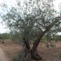 Chiaramonte Gulfi - Ragusa - Sicilia - Italia