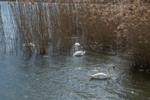 Angera - Lago Maggiore - Varese
