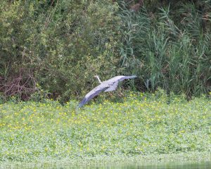 Porticciolo di Capolago - Varese