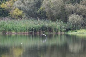 Porticciolo di Capolago - Varese