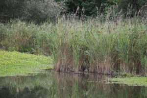 Porticciolo di Capolago - Varese