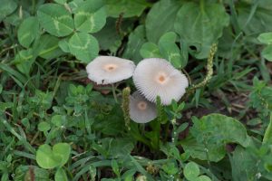 Porticciolo di Capolago - Varese