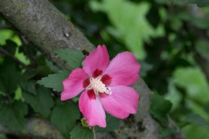Porticciolo di Capolago - Varese