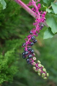 Porticciolo di Capolago - Varese
