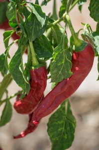 Chiaramonte Gulfi - Ragusa - Sicilia - Italia