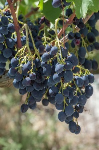 Chiaramonte Gulfi - Ragusa - Sicilia - Italia