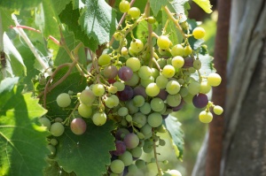 Chiaramonte Gulfi - Ragusa - Sicilia - Italia