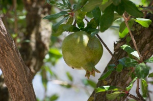 Chiaramonte Gulfi - Ragusa - Sicilia - Italia