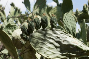 Chiaramonte Gulfi - Ragusa - Sicilia - Italia