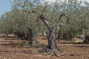 Chiaramonte Gulfi - Ragusa - Sicilia - Italia