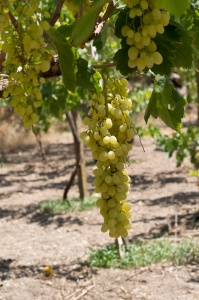 Chiaramonte Gulfi - Ragusa - Sicilia - Italia