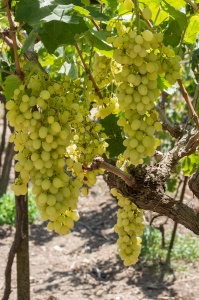 Chiaramonte Gulfi - Ragusa - Sicilia - Italia