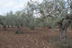 Chiaramonte Gulfi - Ragusa - Sicilia - Italia