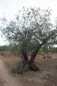 Chiaramonte Gulfi - Ragusa - Sicilia - Italia